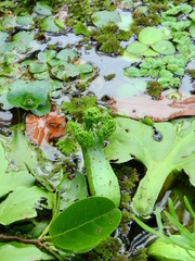 Ceratopteris pteridoides
