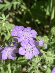 Phacelia hirsuta
