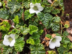 Rubus geoides