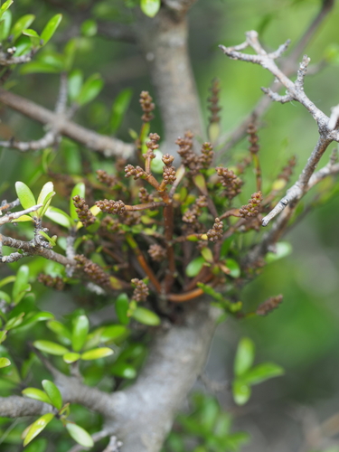 Image of Korthalsella clavata by (c) Saryu Mae 前 朝琉, some rights reserved (CC BY)