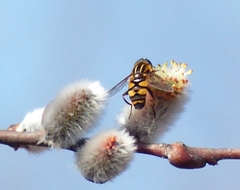 Helophilus fasciatus