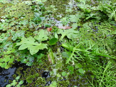 Ceratopteris pteridoides