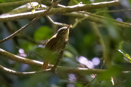 Scaly-throated Foliage-gleaner (Anabacerthia variegaticeps), photo 8