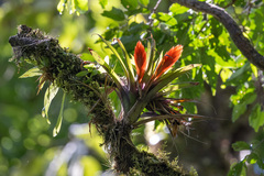 Tillandsia multicaulis image