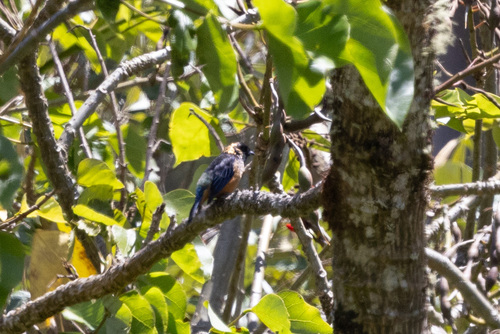 Glansvlektangare (Tangara dowii)