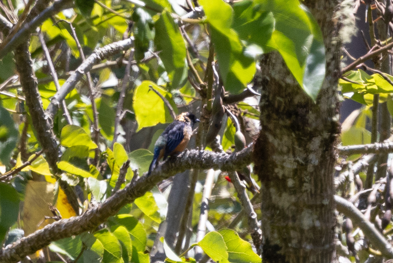 Spangle-cheeked Tanager (Tangara dowii)