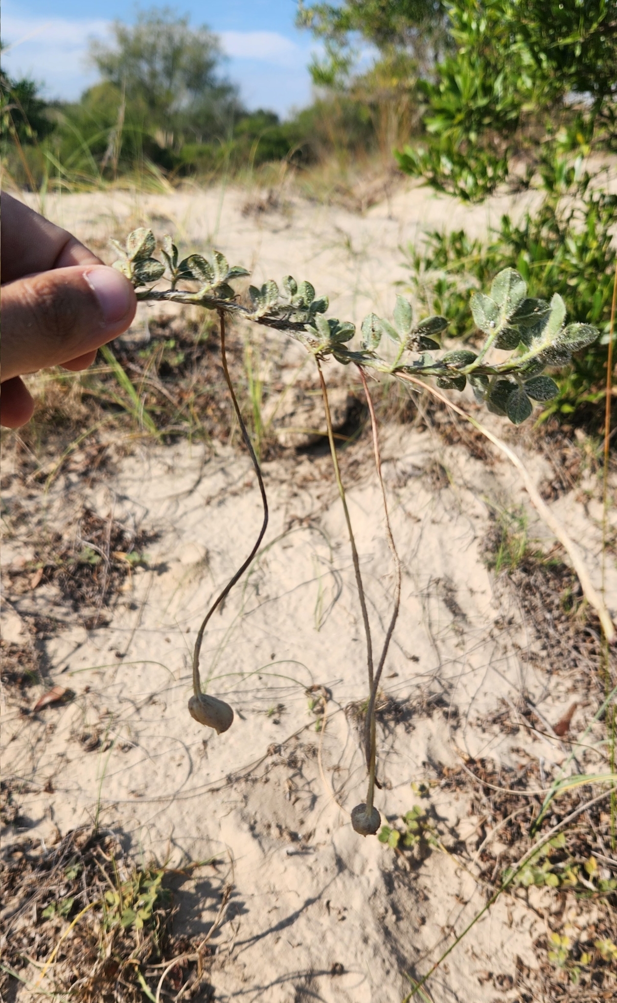 Arachis villosa