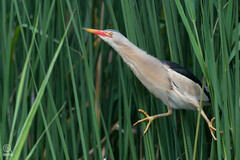 Little Bittern photo 2