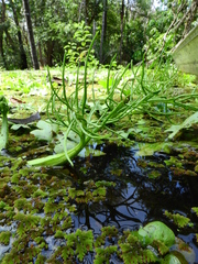 Ceratopteris pteridoides