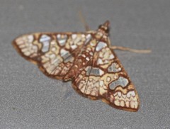 Glyphodes canthusalis