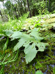 Ceratopteris pteridoides