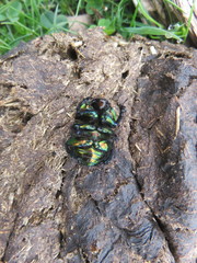 Sericotrupes niger
