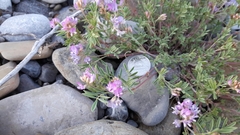 Astragalus vexilliflexus