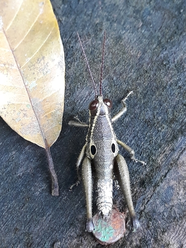 Ommatolampis perspicillata
