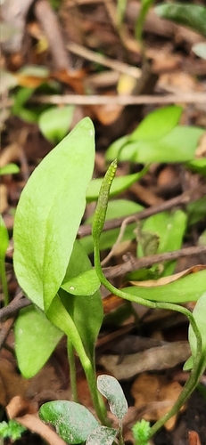 Ophioglossum reticulatum observed 2023-06-03