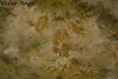 Aleurothrixus floccosus