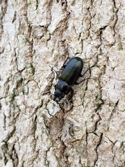 Platycerus quercus