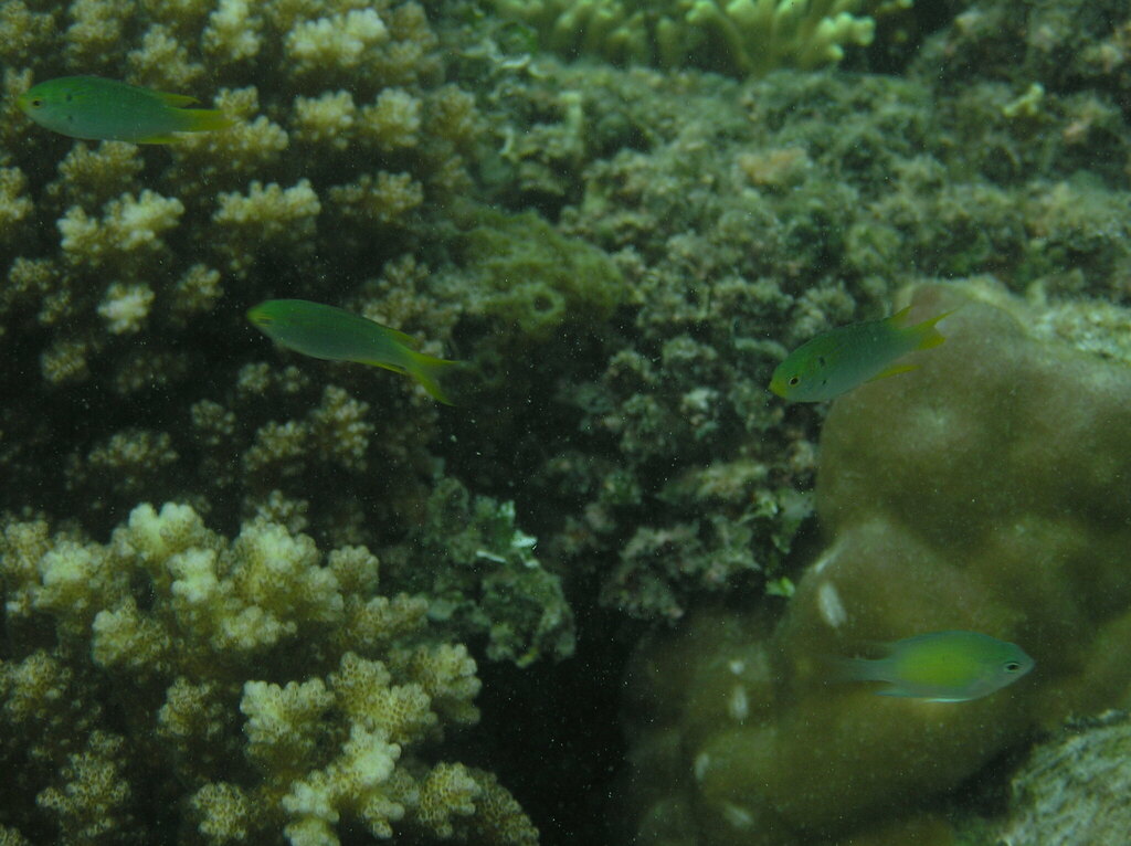 Coral Demoiselle
