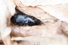 Pterostichus rostratus
