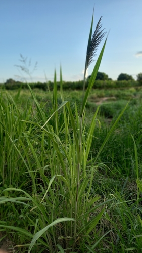 Guinea Grass