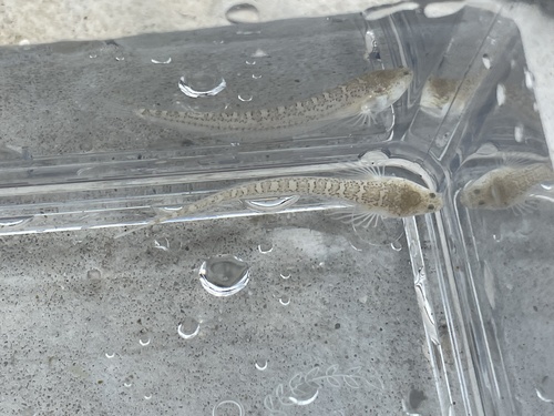 Sand stargazer (Dactyloscopus tridigitatus) — Dactyloscopidae