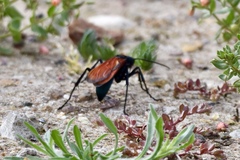Pepsis grossa