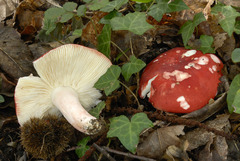 Russula lepida
