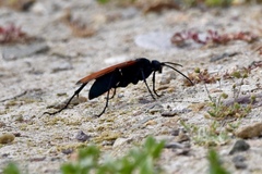 Pepsis grossa