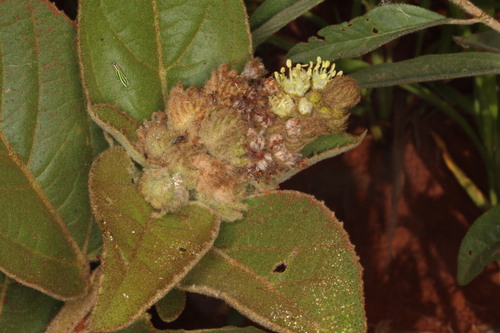 Croton verbascoides
