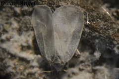 Aleurodicus rugioperculatus