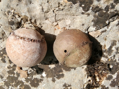 Andricus quercustozae
