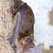 Broad-headed Pipistrelle - Photo (c) Jakob Fahr, some rights reserved (CC BY-NC), uploaded by Jakob Fahr