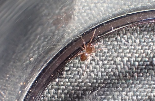 Panamomops inconspicuus
