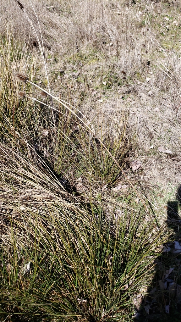 Dipsacus fullonum, Washougal, WA 98671, USA