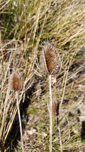 Dipsacus fullonum