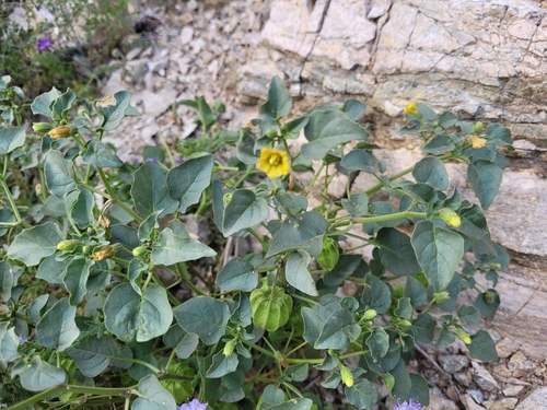 iNaturalist observation photo of Thickleaf Groundcherry