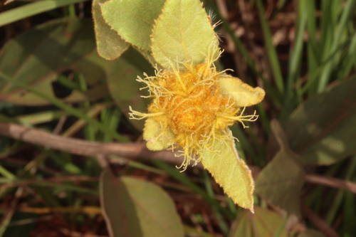 Croton apostolon