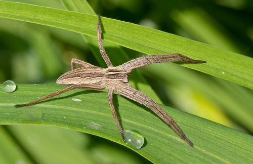 European Nursery Web spider