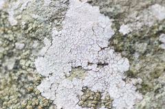 Trapelia placodioides