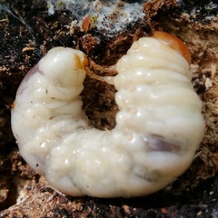 Lucanidae