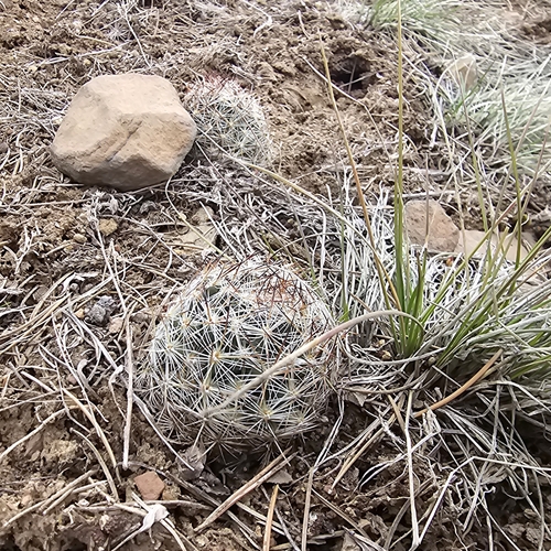 Pelecyphora vivipara