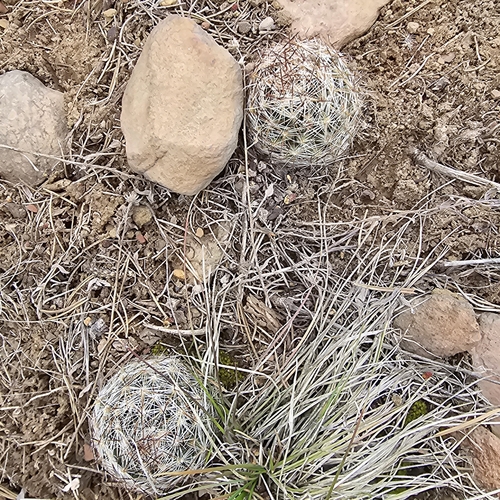 Pelecyphora vivipara
