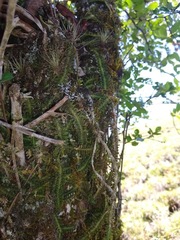Dichaea neglecta