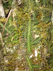 Dichaea neglecta