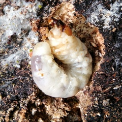 Lucanidae