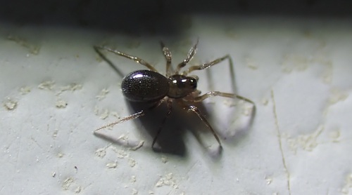 Panamomops mutilé