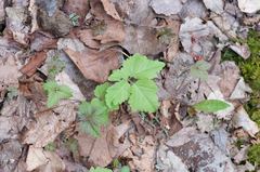 Cardamine diphylla