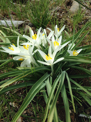 Leucocrinum montanum