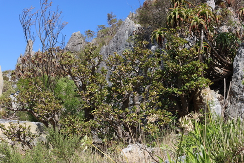 Image of Crassula ovata by (c) Tony Rebelo, some rights reserved (CC BY-SA)