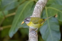 Common Bush-Tanager photo 4